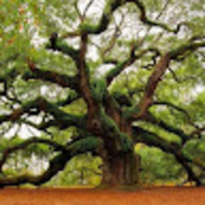 Meet your Posher, Chainey